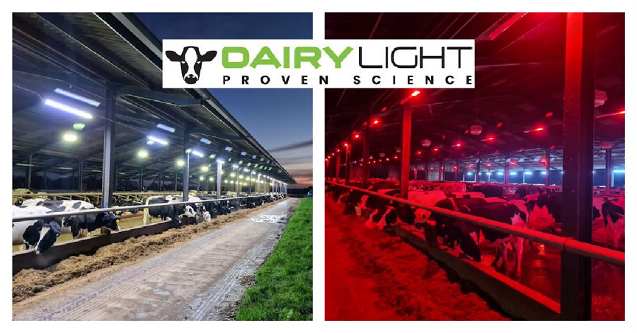 Picture of DairyLight