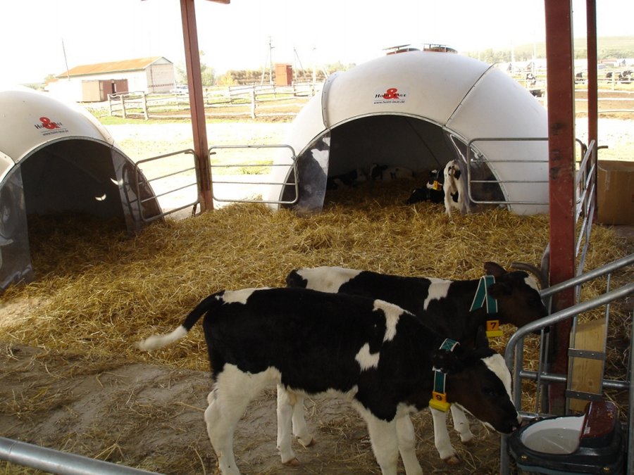 Picture of Calf Igloo